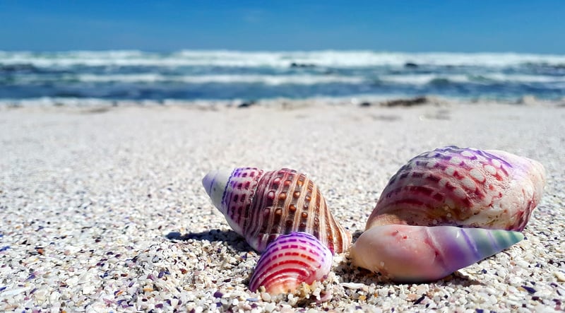 Exotic Seaside