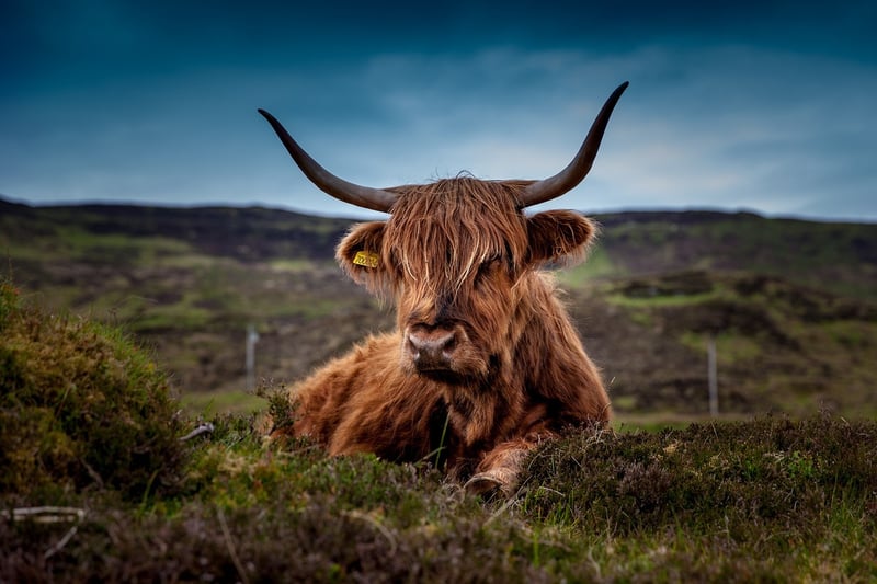 Scottish Highlands